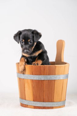 Beyaz bir arka planda izole edilmiş, tahta bir sauna kovasında, şirin bir Jack Russel Terrier yavrusunun portresi..