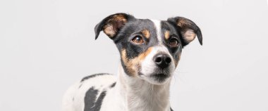 Kahverengi, siyah ve beyaz Jack Russell Terrier beyaz arka planda, sadece kafa. Sosyal medya afişi veya kapağı.