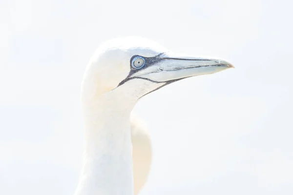 Uccello Selvatico Natura Gannet Settentrionale Sull Isola Helgoland Sul Mare — Foto Stock