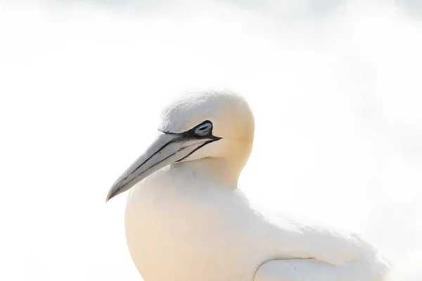 Ein Wilder Vogelkopf Freier Wildbahn Morus Bassanus Nördlicher Gannet Auf — Stockfoto