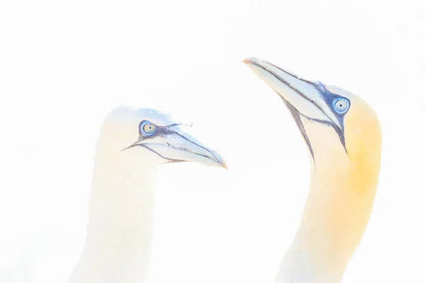 Luce Soffusa Due Northern Gannets Sono Benvenuti Dopo Atterraggio Luce — Foto Stock