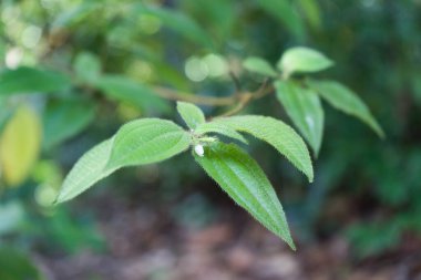 Ormandaki yabani çiçek