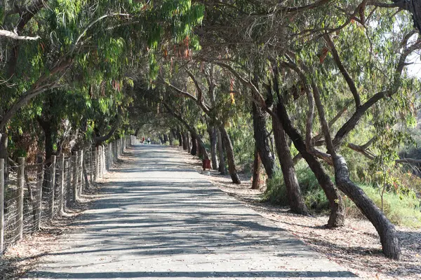 Allée Dans Parc Eucalyptus Promenade Sports Plein Air Concentration Sélective — Photo