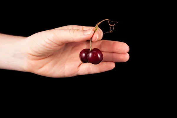 Une Main Féminine Tient Une Vilaine Cerise Cerises Douces Fondues — Photo