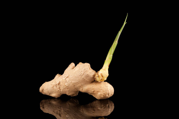 Ginger root has sprouted a new sprout. Sprouting root vegetable on a dark background.