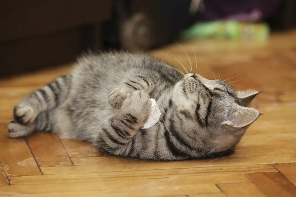 Gato Ciego Está Jugando Con Una Bola Papel Animal Con — Foto de Stock
