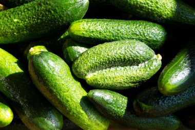 Taze yeşil sebzeler, yakın çekim. İkiz, çirkin salatalık üstte yatıyor..