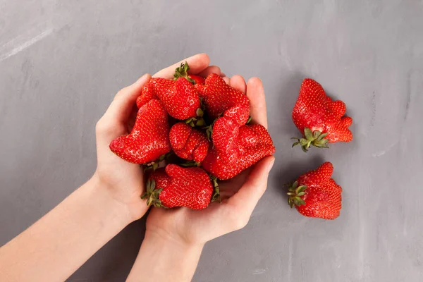 Fresh juicy berries. Unusual organic strawberries in female hands. Fashionable ugly fruits. Gray background, close-up, selective focus.