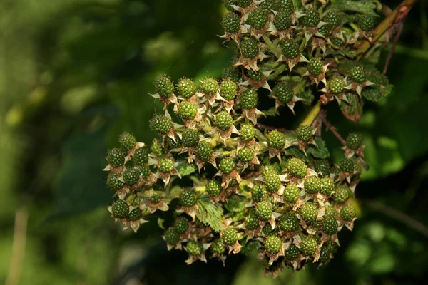 Framboesas Verdes Não Maduras Amoras Silvestres Fundo Natural Verde Ramo — Fotografia de Stock