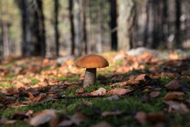 Yaban mantarı lezzetli ve sağlıklı. Güzel portakal kaplamalı boletus. Aspen mantarı Avrupa ormanlarında yetişiyor..