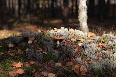 Amanita Muscaria. Yosun içinde büyüyen kırmızı, zehirli, agarik mantar. Peri Ormanı.