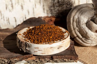 Barut ya da kurutulmuş Chaga huş ağacı mantarı, yakın plan. Alternatif tıpta kullanılan Chaga çayı..