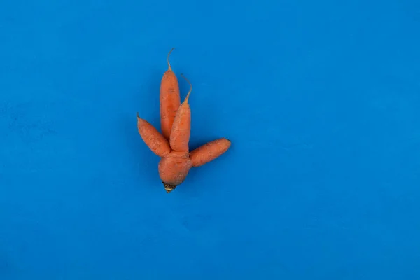 Уродливые Овощи Необычная Морковь Четырьмя Хвостами Синем Фоне Копировальным Пространством — стоковое фото