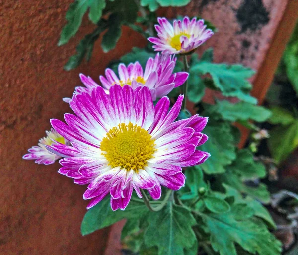 Beautiful Single Ice Plant Family Flowers Garden — Stock Photo, Image