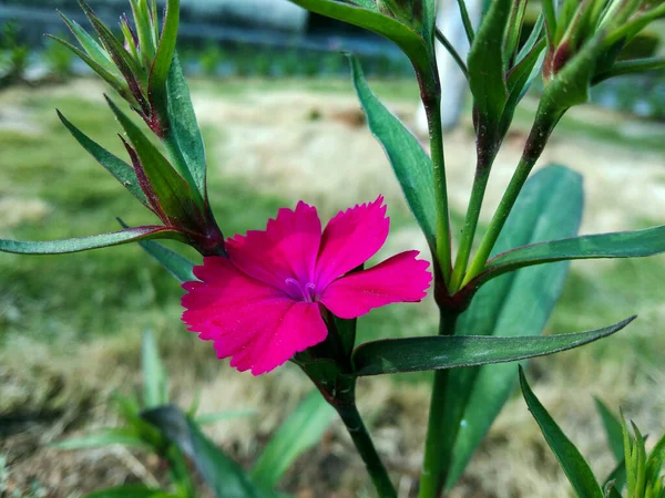 Çiçek Açan Kırmızı Nerium Oleander Çiçeği Yeşil Bir Bahçede Tomurcuklanıyor — Stok fotoğraf