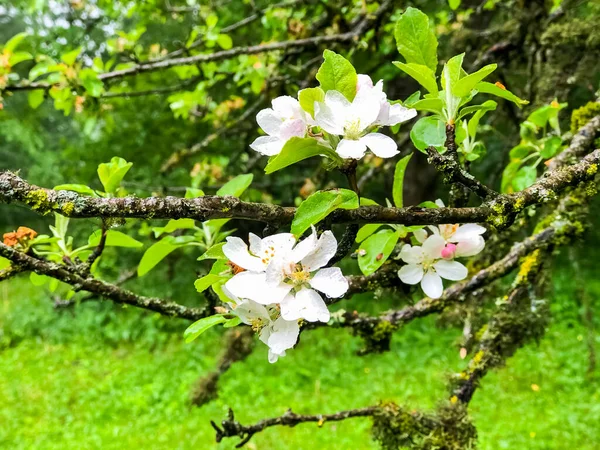 Appelboom Bloesem Appelboom Bloemen Bloeiende Appelboom — Stockfoto