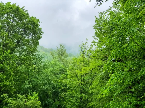 Grüner Wald Morgen Bäume Wald — Stockfoto