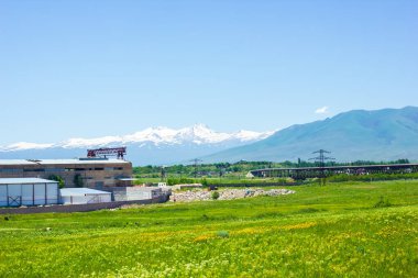 Yeşil çimenli ve sarı çiçekli manzara