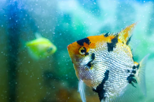 Tropische Vissen Zwemmen Aquarium Exotische Scalaire Vissen Aquarium — Stockfoto