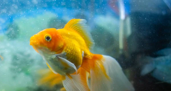 goldfish in aquarium, fish in aquarium, tropical fish in aquarium