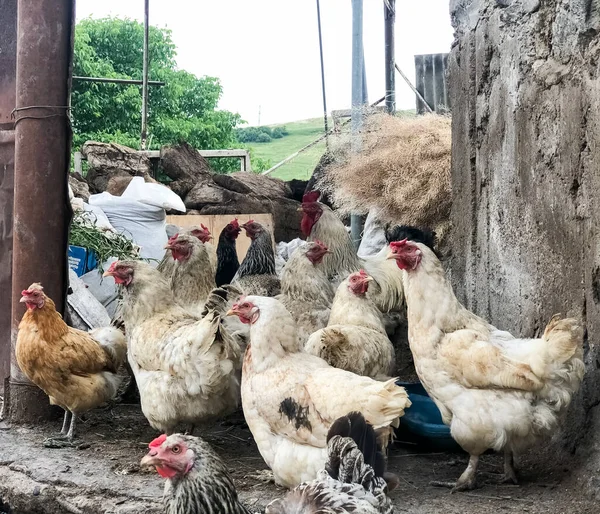 农场里的农场动物 一群鸡 农场里的鸡 — 图库照片
