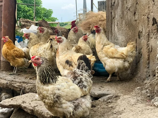 Landbouwhuisdieren Boerderij Groep Kippen Kip Boerderij — Stockfoto