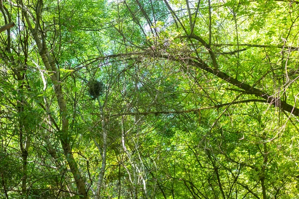 Hojas Verdes Bosque Hojas Verdes Árbol — Foto de Stock