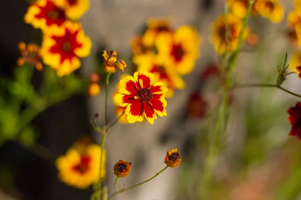 Gelbe Und Rote Blumen Garten — Stockfoto