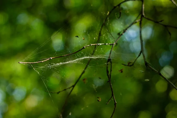 Toile Araignée Sur Une Branche Arbre — Photo