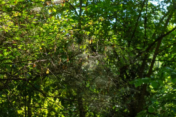 Hojas Verdes Bosque Hojas Verdes Árbol — Foto de Stock