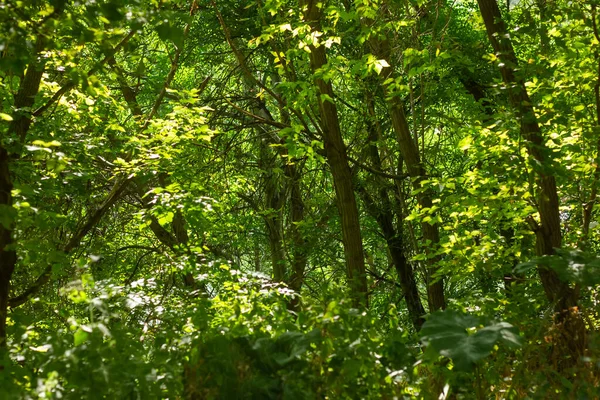 Hojas Verdes Bosque Hojas Verdes Árbol — Foto de Stock