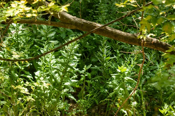 Hojas Verdes Bosque Hojas Verdes Árbol — Foto de Stock