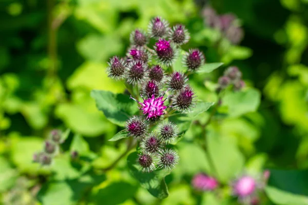 pink flowers in the field, field of flowers