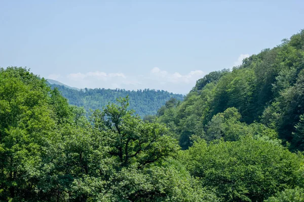 Dağlardaki Orman Ağaçlarla Kaplı Dağ Manzarası — Stok fotoğraf
