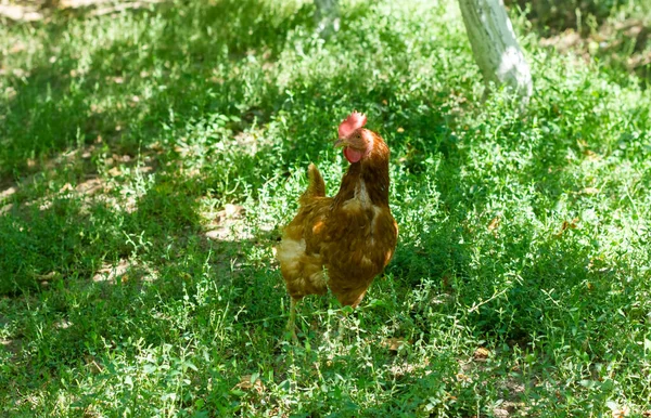 Ayam Rumput Ayam Kisaran Gratis — Stok Foto