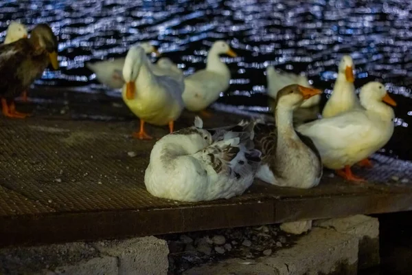 Die Enten Der Nacht Park — Stockfoto