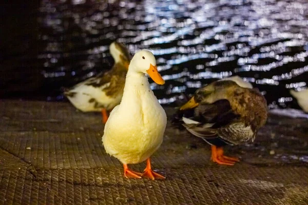 Die Enten Der Nacht Park — Stockfoto