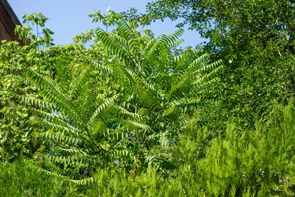 fern leaves in the forest, green fern leaves