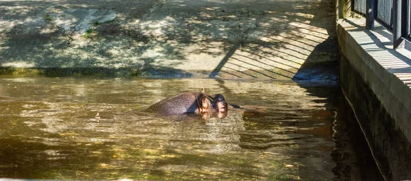 Das Große Flusspferd Schwimmt Wasser — Stockfoto