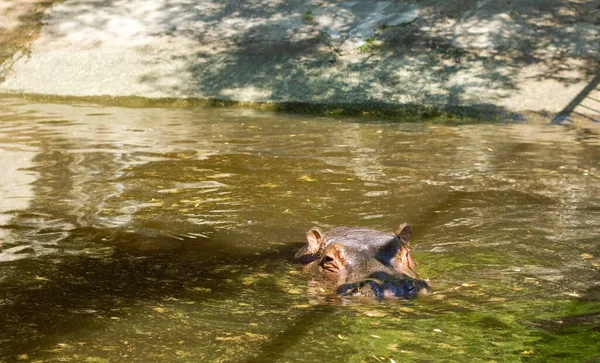 Grande Hipopótamo Nadando Água — Fotografia de Stock