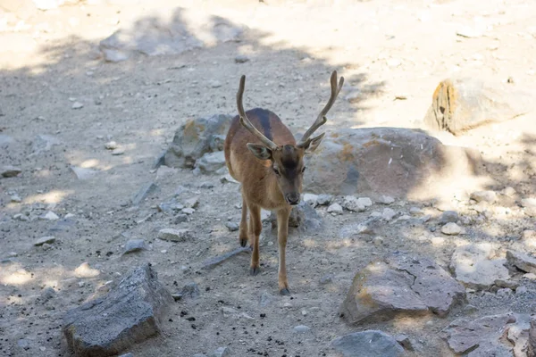 the cute deer in the zoo