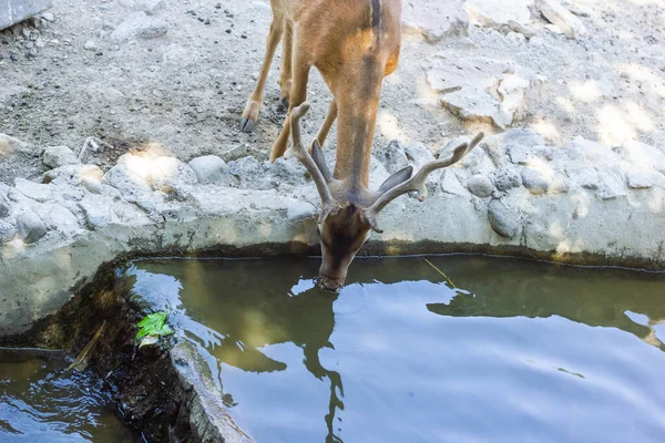 動物園の可愛い鹿は — ストック写真