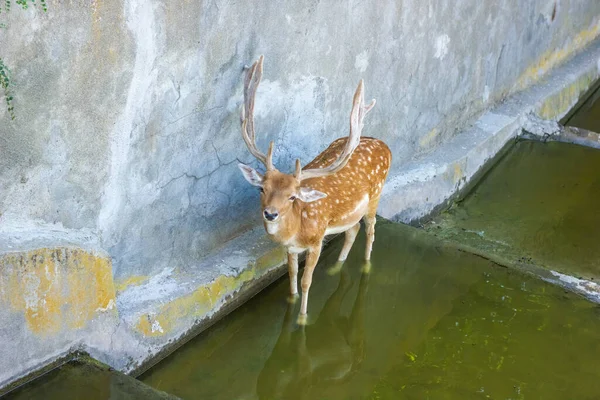 動物園の可愛い鹿は — ストック写真