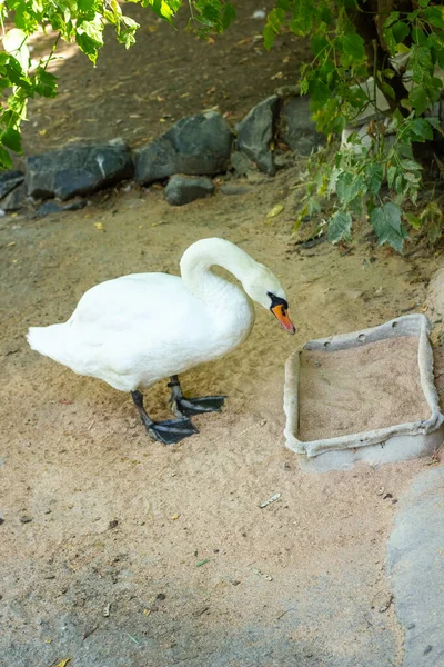 Weißer Schwan Zoo Frisst Sein Korn — Stockfoto