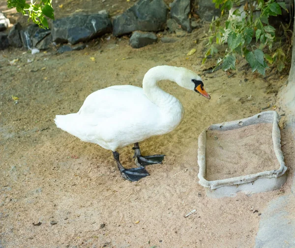 Weißer Schwan Zoo Frisst Sein Korn — Stockfoto