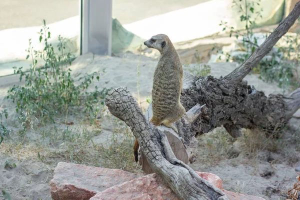 Mały Skunks Stojący Ziemi Skunks Zoo — Zdjęcie stockowe