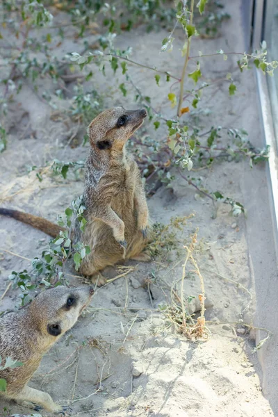 Petite Mouffette Debout Sur Sol Mouffette Dans Zoo — Photo