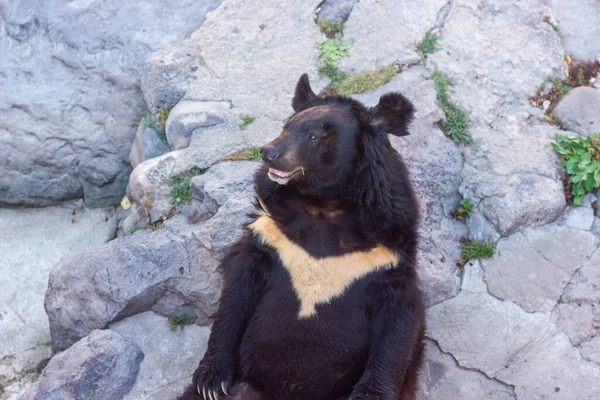 big black bear in the zoo, black bear in the outdoor