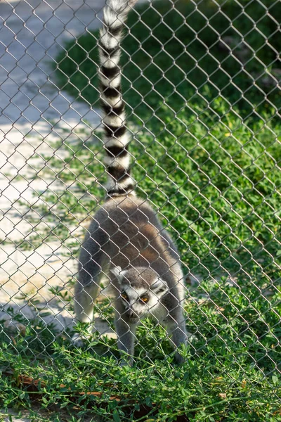 Malý Skunk Stojící Zemi Skunk Zoo — Stock fotografie