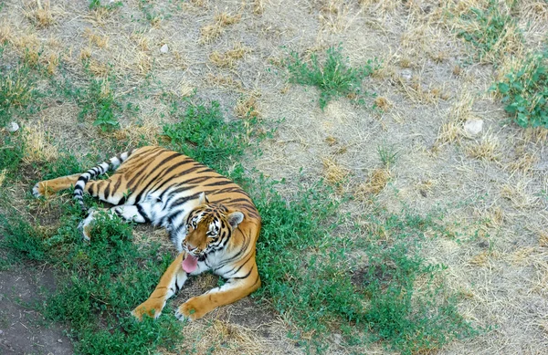 Tigre Sauvage Dans Zoo Tigre Reposant Sur Sol — Photo